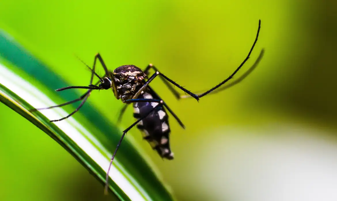 Brasil Pode Ter o Pior Número de Casos de Dengue da História