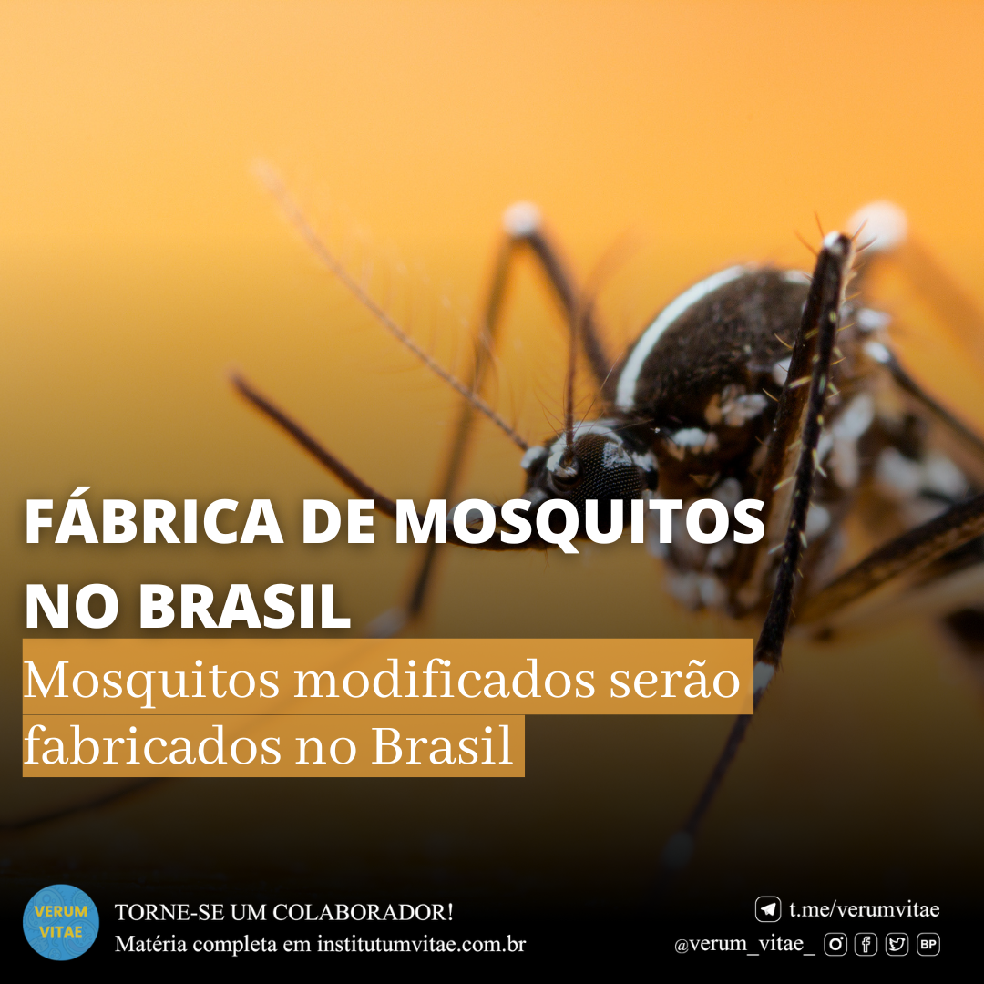FÁBRICA DE MOSQUITOS NO BRASIL
