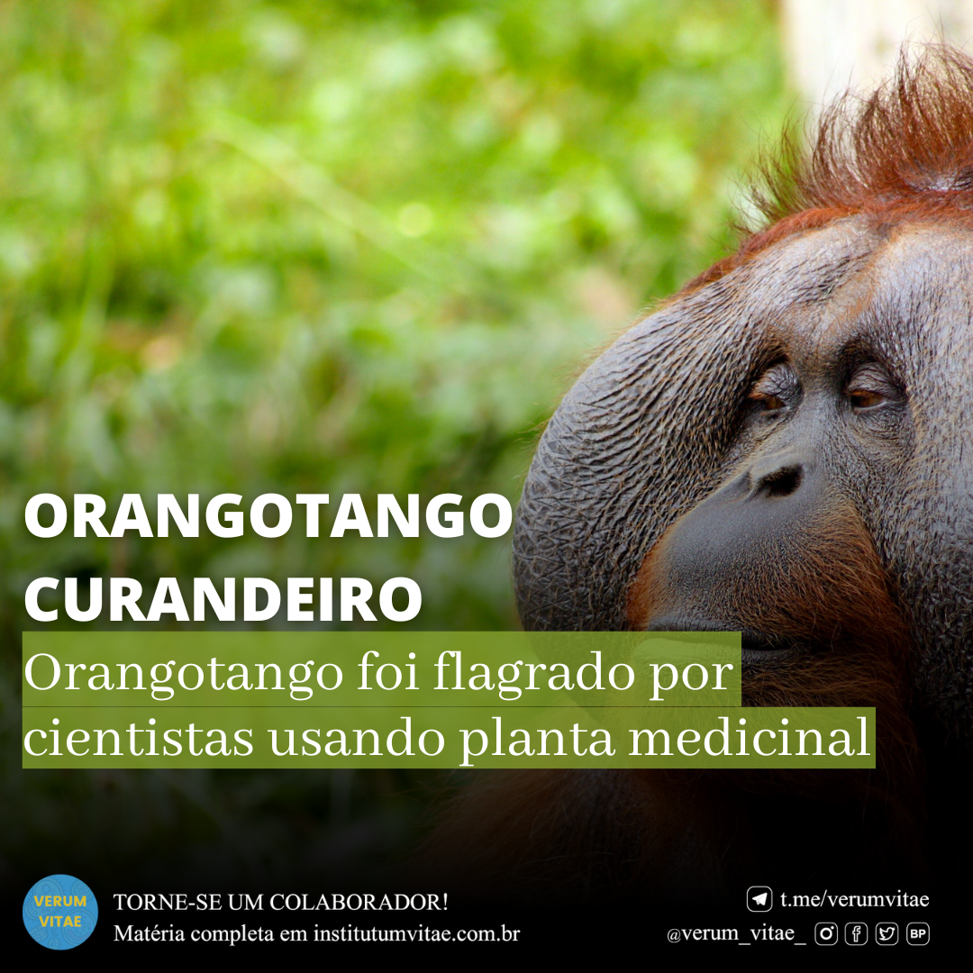 ORANGOTANGO CURANDEIRO