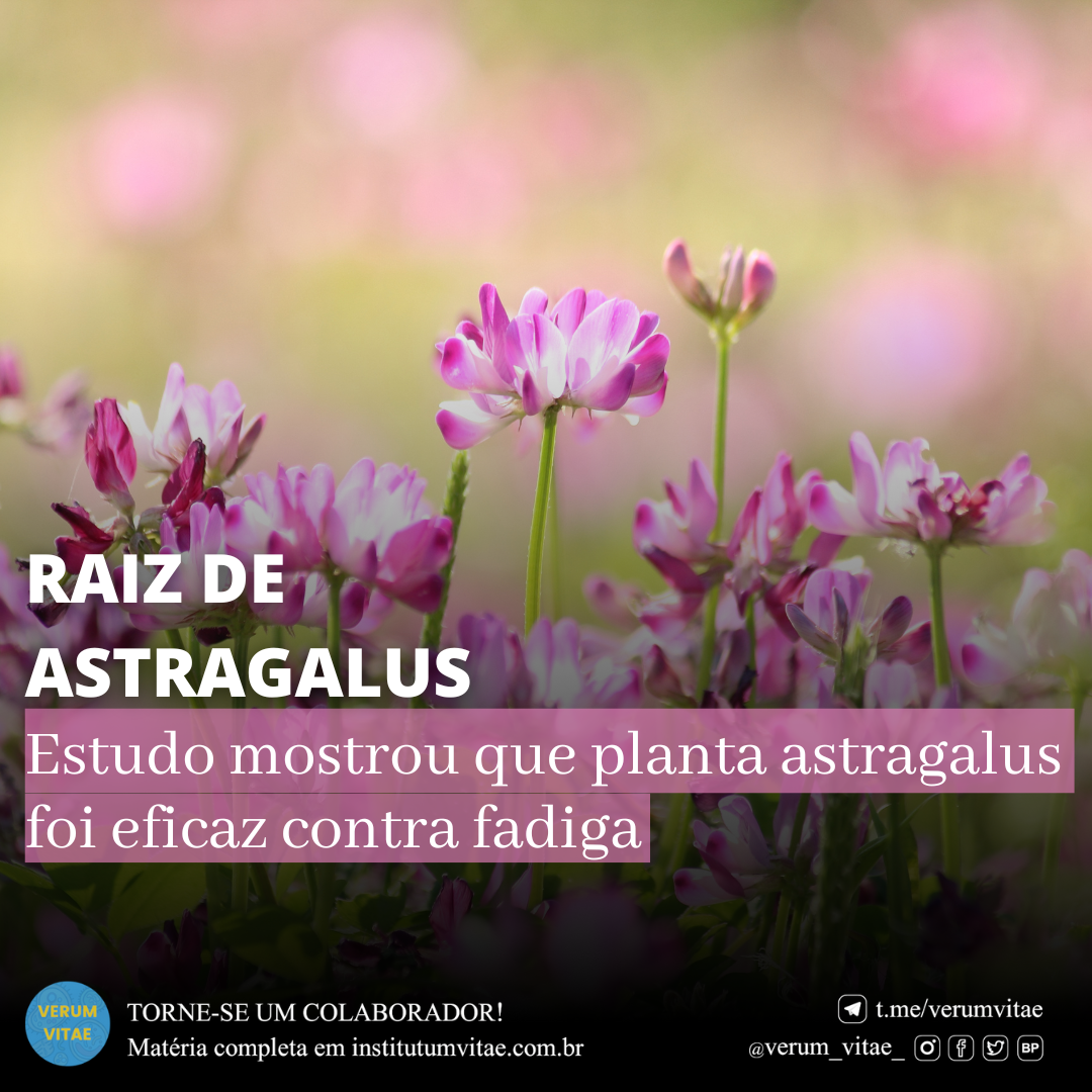 RAIZ DE ASTRAGALUS